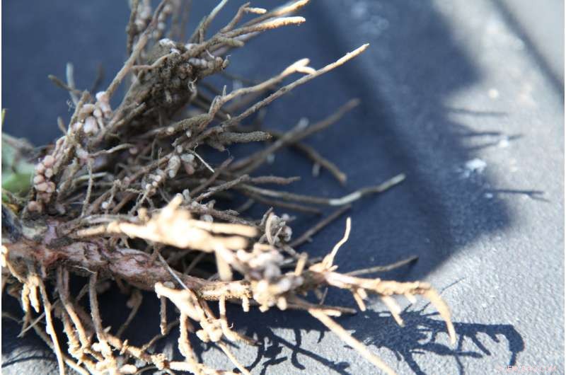 Using Faba Beans to Meet Corn s Nitrogen Requirements