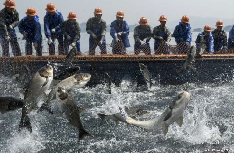 Mass Carp Harvesting on Qiandao Lake: A Glimpse into China’s Thousand-Island Fishing Industry