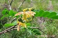 Endangered Tropical African Forest Plants: Conservation Challenges and Solutions
