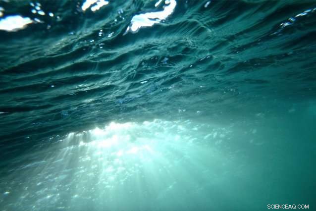 How Marine Microbes Compete for Nitrogen: Insights from MIT Research