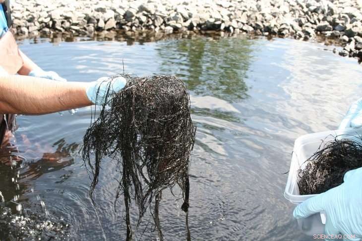 New Manganese Oxide-Coated Filters Efficiently Eliminate Contaminants from Hospital Wastewater