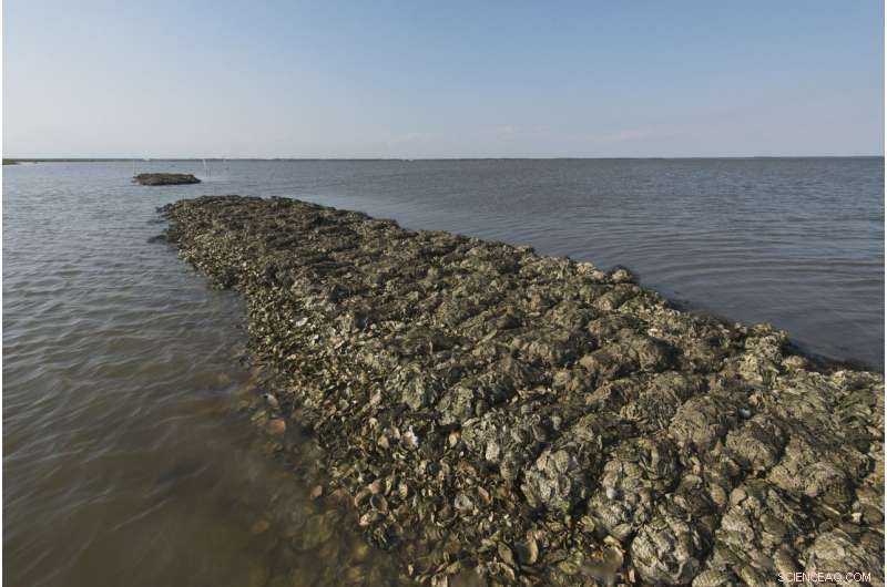 Nature-Based Solutions Could Save $50B in Gulf Coast Flood Damage