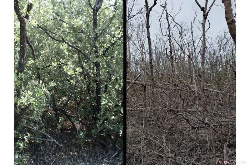 NASA Uses Satellite Imaging to Map Hurricane Impact on Everglades and Puerto Rico Forests