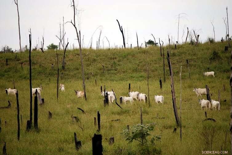 Transforming Global Food Systems: Proven Strategies for Sustainability