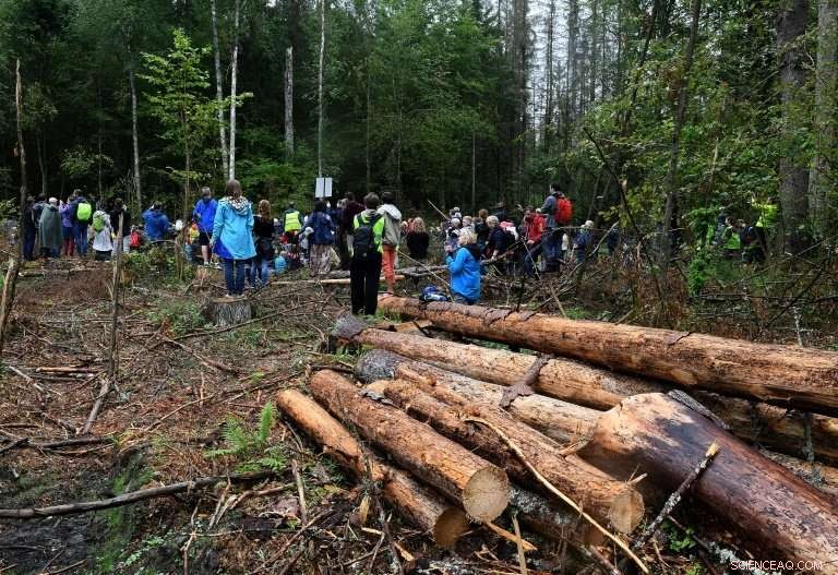 EU Court Rules Poland Violated Law Over Logging in the Historic Bialowieza Forest