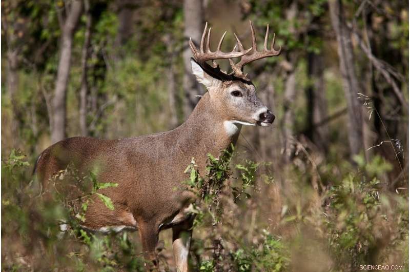 Wisconsin Tribal Forests Show Greater Diversity and Sustainability