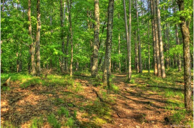 Wisconsin Tribal Forests Show Greater Diversity and Sustainability