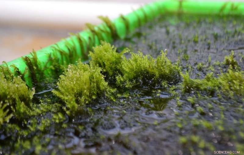 New Moss Species Efficiently Removes Arsenic from Drinking Water