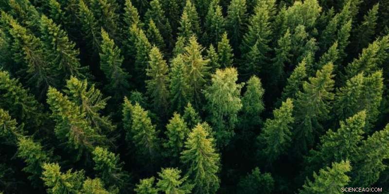 Accelerating Global Forest Restoration: Scaling Up the Bonn Challenge