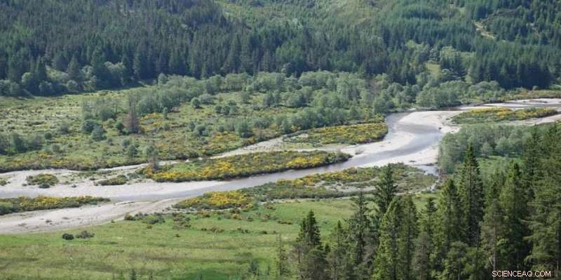 Accelerating Global Forest Restoration: Scaling Up the Bonn Challenge