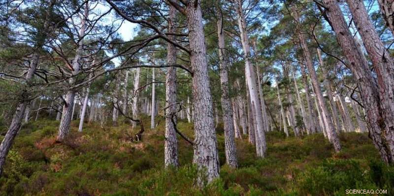 Accelerating Global Forest Restoration: Scaling Up the Bonn Challenge