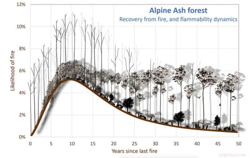 Older Forests Can Be More Fire-Resistant Than You Think