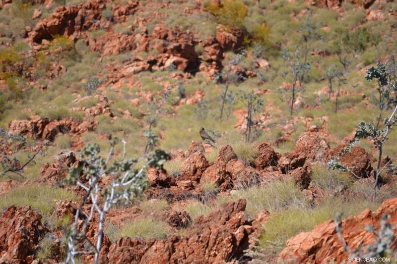 Unveiling the 3-Billion-Year-Old Formation of the Pilbara Craton