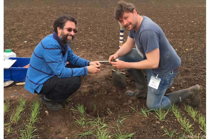 How Root Exudates Influence Soil Stability and Water Repellency