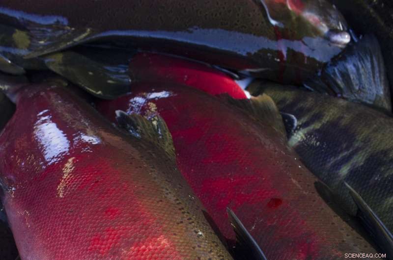 Stormwater Runoff Kills Coho Salmon, but Spares Chum Salmon – WSU Research