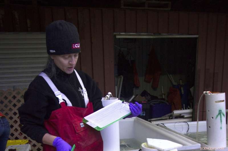 Stormwater Runoff Kills Coho Salmon, but Spares Chum Salmon – WSU Research