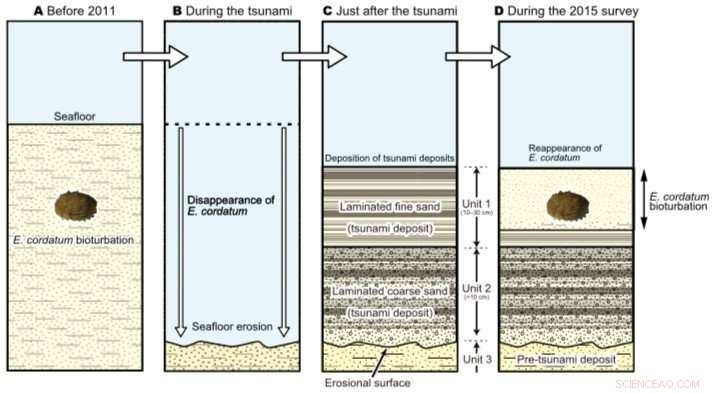 The Tohoku Tsunami: A Turning Point for Heart Urchins  Coastal Habitats
