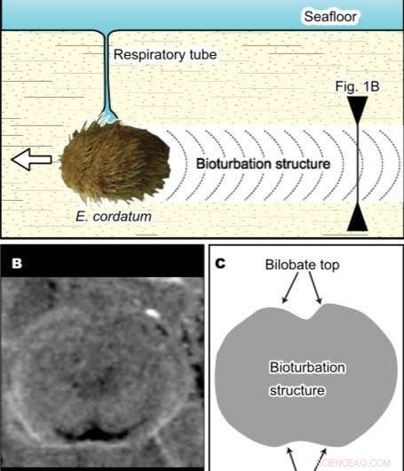 The Tohoku Tsunami: A Turning Point for Heart Urchins  Coastal Habitats