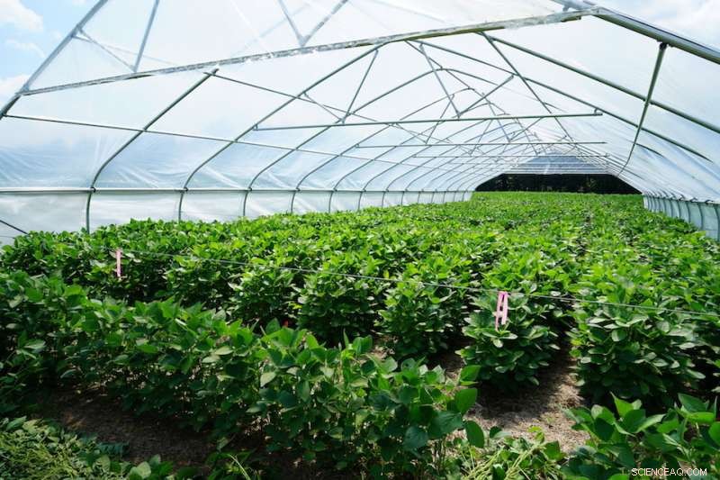 Scientists Boost Crop Water Efficiency Using Advanced Drought Simulation