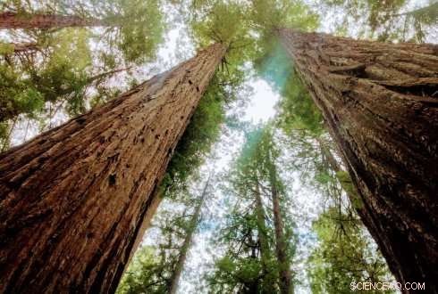 Giant Trees Adapt to Climate Change: New Satellite Laser Discoveries