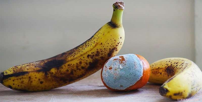 New Study Shows Americans Waste Almost a Pound of Food Each Day