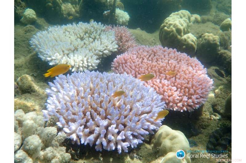 Global Warming Alters the Great Barrier Reef: New Research Reveals Transformative Impacts