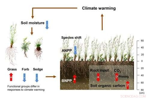 Alpine Grassland Productivity Remains Stable Despite Climate Warming on the Tibetan Plateau