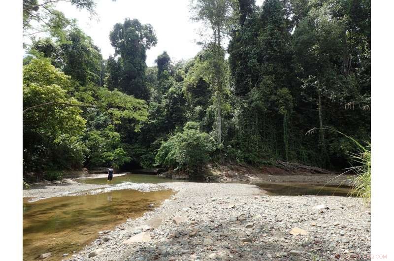 Selective Logging in Rainforests Significantly Impacts Freshwater Fish Diversity