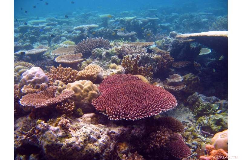 Great Barrier Reef Corals May Survive Global Warming for Another Century