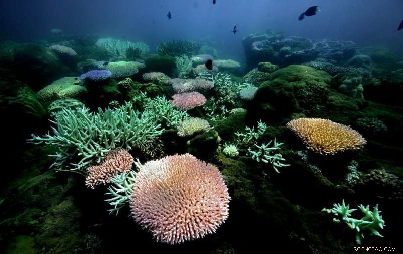 Great Barrier Reef Corals May Survive Global Warming for Another Century