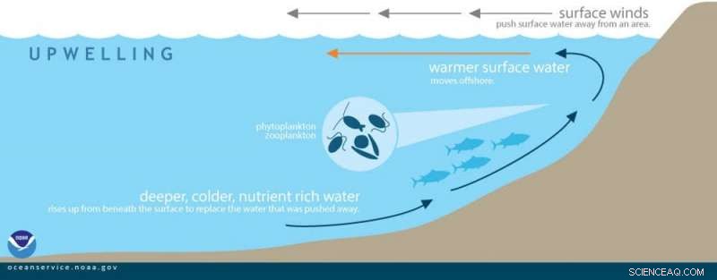 Climate Change Threatens Ocean Food Chains and Fish Populations