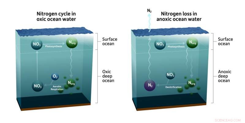 Microenvironments in the Ocean Reveal Key Insights into the Global Nitrogen Cycle