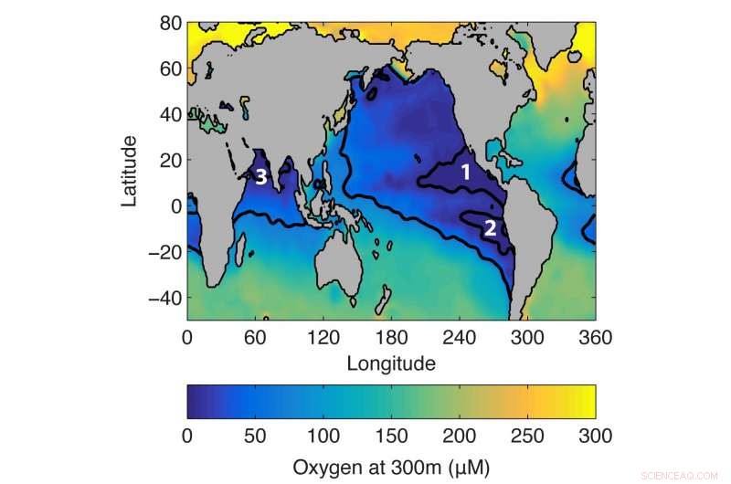Microenvironments in the Ocean Reveal Key Insights into the Global Nitrogen Cycle