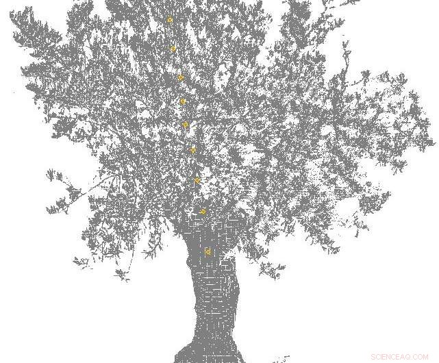 Scientists Discover Overnight Water Transport Cycle in Trees