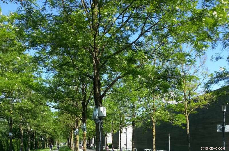 Tree Planting with Grass Buffers Mitigates Munich’s Summer Heat