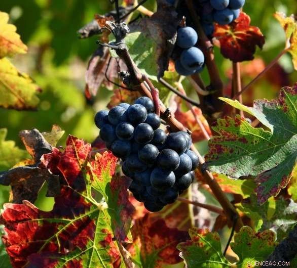 Water Crisis Threatens South Africa s Wine Industry: Production Declines 20%