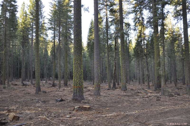 Strategic Forest Thinning Saves Billions of Gallons of Water in the Sierra Nevada