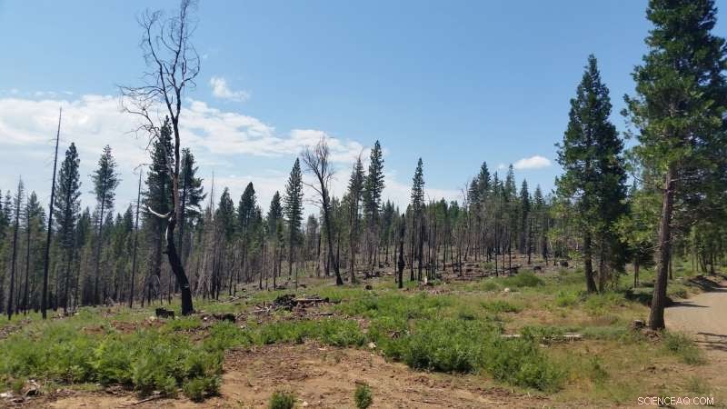 Strategic Forest Thinning Saves Billions of Gallons of Water in the Sierra Nevada