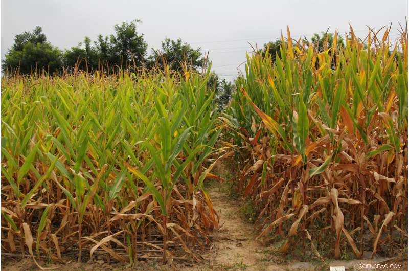 Enhancing Corn Yields and Soil Health with Straw Mulch