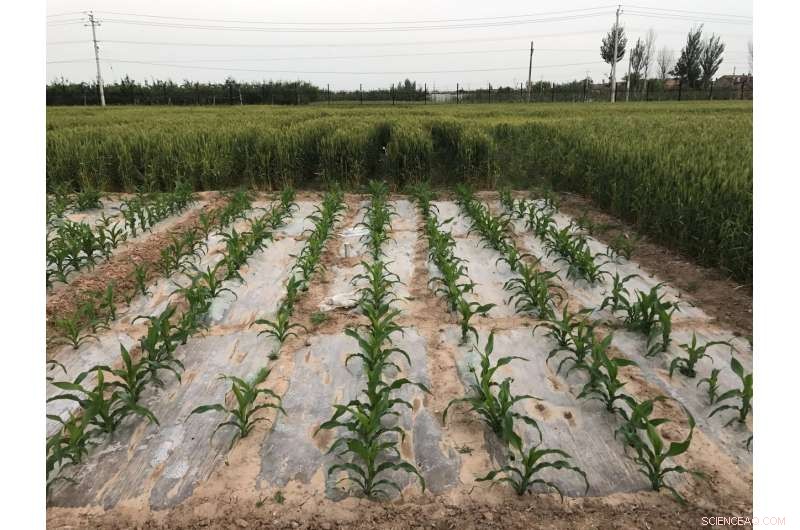 Enhancing Corn Yields and Soil Health with Straw Mulch