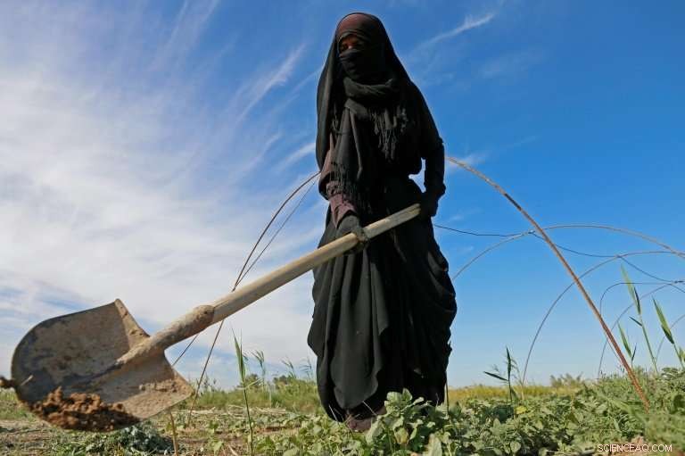 Southern Iraq Faces Intensifying Drought, Straining Water Resources