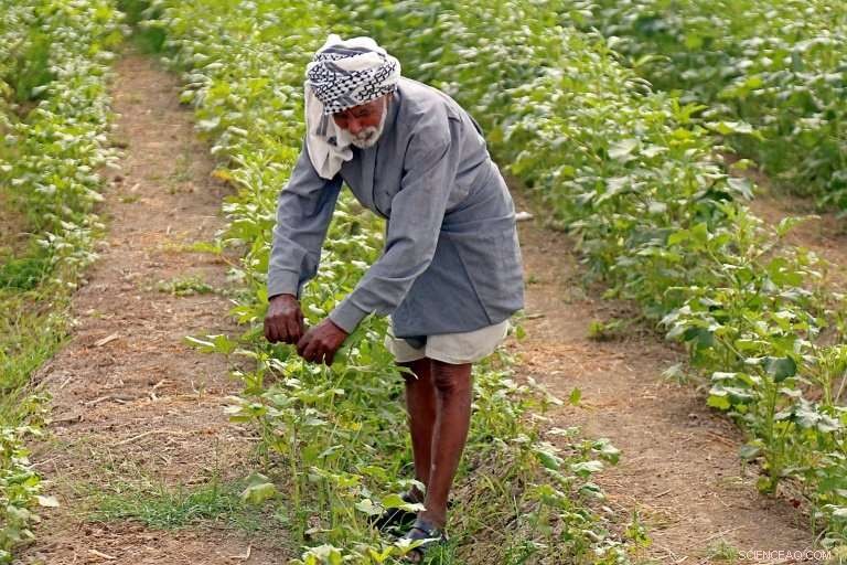 Southern Iraq Faces Intensifying Drought, Straining Water Resources