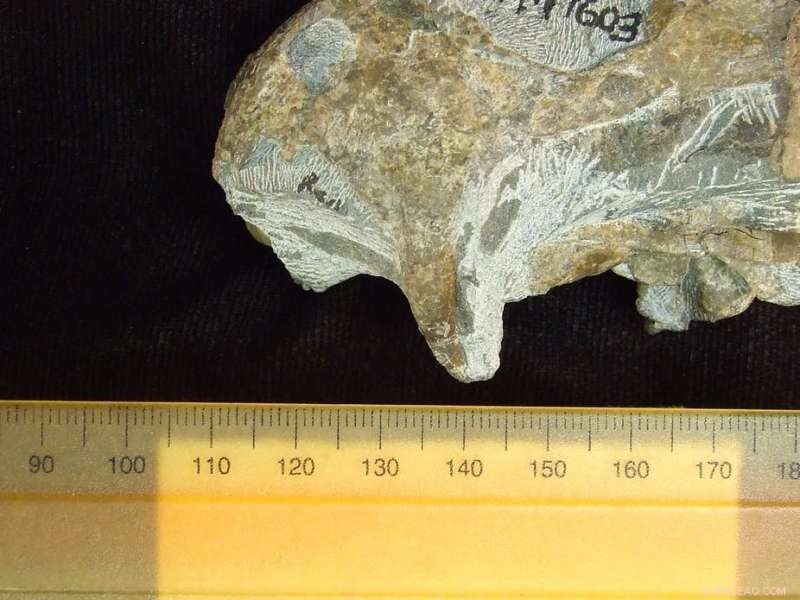 Fossil Teeth Unveil Fresh Insights into the 260‑Million‑Year‑Old Mass Extinction