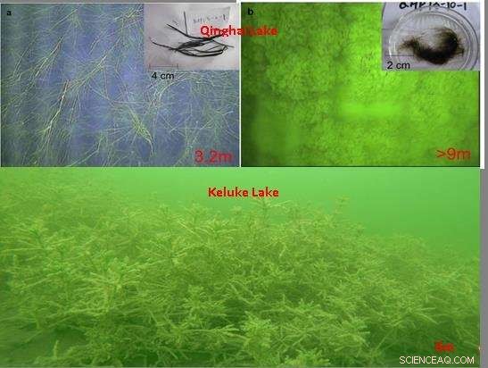 Aquatic Plants Shape Long-Chain n-Alkanes in Lake Sediments: A δD Isotope Study