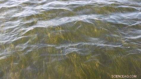 Chesapeake Bay Underwater Grasses Reach Record Growth, Study Confirms