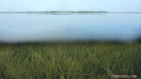 Chesapeake Bay Underwater Grasses Reach Record Growth, Study Confirms