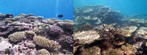 Coral Reef Crisis: Two Threats Endanger Samoan Reefs