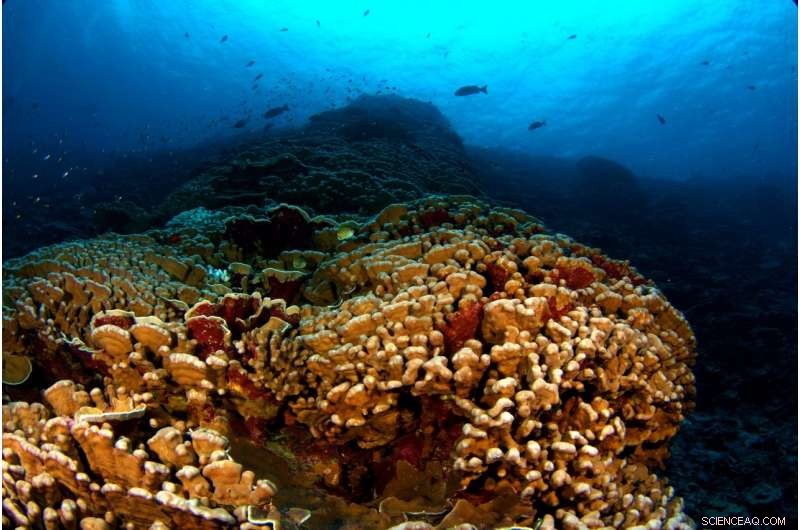 Reefs with Frequent Temperature Swings Show Strong Resilience to Coral Bleaching