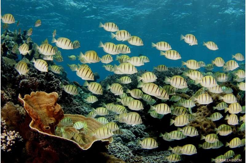Reefs with Frequent Temperature Swings Show Strong Resilience to Coral Bleaching