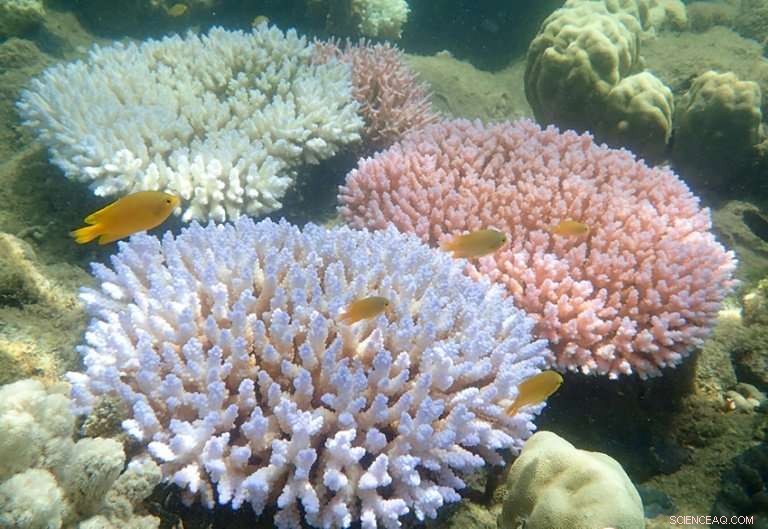 Australia Invests $500M to Restore the Great Barrier Reef